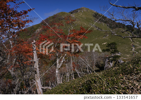 Autumn foliage at Mt. Tsurugi (Higashi-Iya, Miyoshi City, Tokushima Prefecture, halfway between Mt. Tsurugi and Jirogyu) Autumn foliage at Mt. Tsurugi (Higashi-Iya, Miyoshi City, Tokushima Prefecture, halfway between Mt. Tsurugi and Jirogyu) 133541657