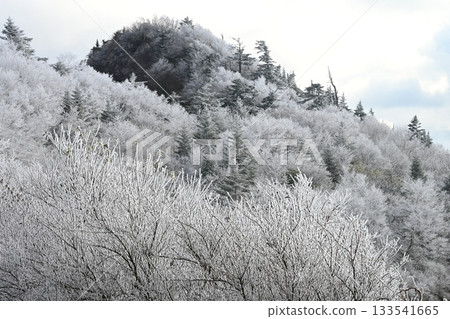 霧凇覆蓋的山峰(高知縣阿川郡伊野町) 霧凇覆蓋的山峰(高知縣阿川郡伊野町) 133541665