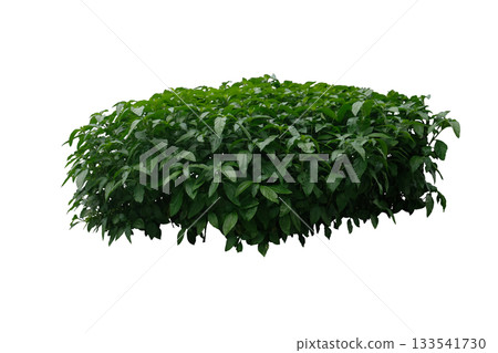 Tropical plant flower shrub, Justicia betonica shrub Tropical plant flower shrub, Justicia betonica shrub 133541730