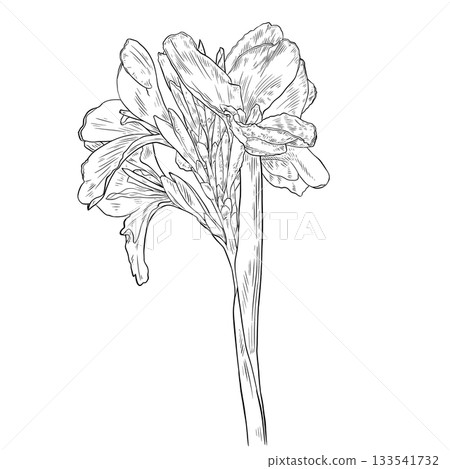 Black and white Canna Lily Flower Nice Flower Plant outline Black and white Canna Lily Flower Nice Flower Plant outline 133541732