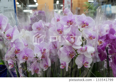 Orchids in garden shop. Various orchids sold in store. 133541799