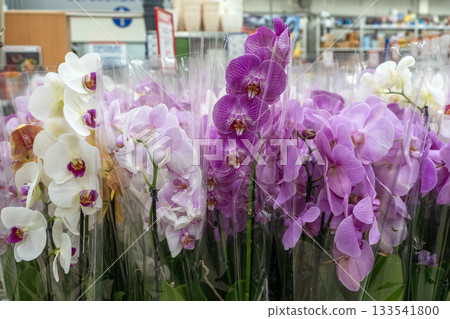 Orchids in garden shop. Various orchids sold in store. 133541800