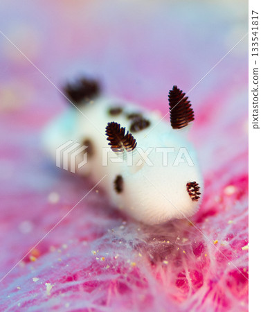 Macro close-up of the spotted sea slug | A cute marine creature from Okinawa's main island with a white body and black spots 133541817