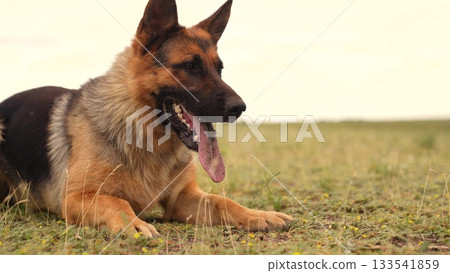 Energetic pet on a summer afternoon, German Shepherd s face close-up in nature, Fluffy friend panting on a warm day, Playful dog s expression caught on camera, Calm and composed German Shepherd 133541859