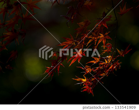 Autumn leaves floating in the silence (Yabakei) Autumn leaves floating in the silence (Yabakei) 133541909