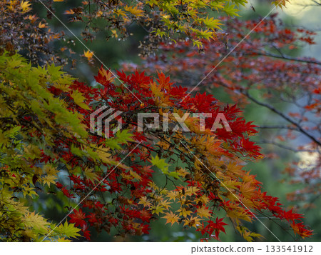 Gradient colors of autumn leaves and autumn forest (Yabakei) Gradient colors of autumn leaves and autumn forest (Yabakei) 133541912