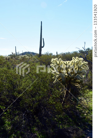 Landscape Sonoran Desert Arizona Landscape Sonoran Desert Arizona 133541920