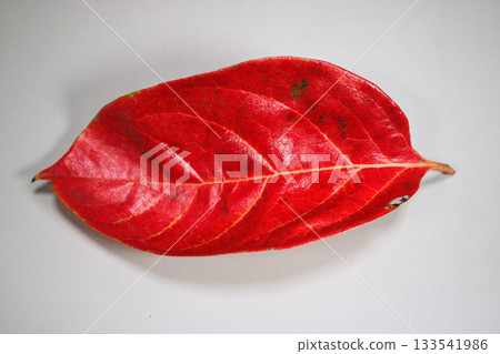 Autumn leaves persimmon leaves Autumn leaves persimmon leaves 133541986