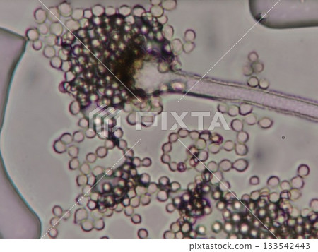 Microscopic observation of the mold that makes tempeh 133542443
