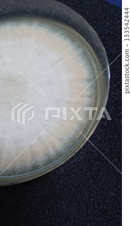 Yellow Aspergillus oryzae that turns yellow from the outer edge Yellow Aspergillus oryzae that turns yellow from the outer edge 133542444