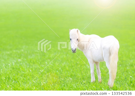 White pony turning around in the meadow 133542536