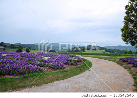 雨中的兵庫縣立公園淡路花園 133542540