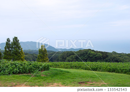 雨中的兵庫縣立公園淡路花園 133542543