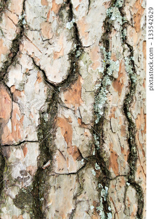 scaly bark of a pine tree and ants 133542629