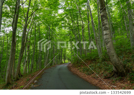 250530 秋山鄉山毛櫸隧道 133542699