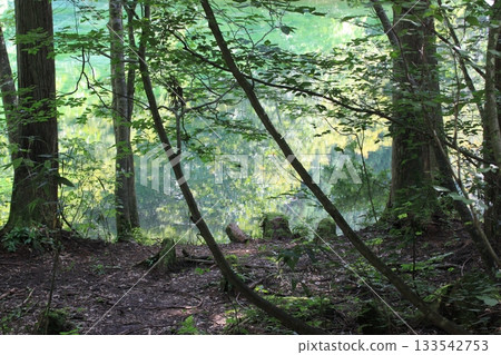 Forest wrapped in fog Forest wrapped in fog 133542753