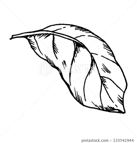 Black and white vector illustration of a basil leaf in clean line art. Suitable for ingredient sets, culinary layouts, salad graphics and pizza-related uses. Black and white vector illustration of a basil leaf in clean line art. Suitable for ingredient sets, culinary layouts, salad graphics and pizza-related uses. 133542944