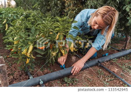 Farmer adjusting drip irrigation system in pepper field 133542945