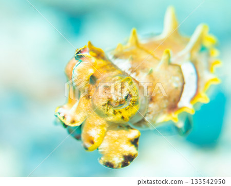 Macro close-up of a juvenile stingray squid | A marine creature from the Kerama Islands with a beautiful bright yellow pattern 133542950