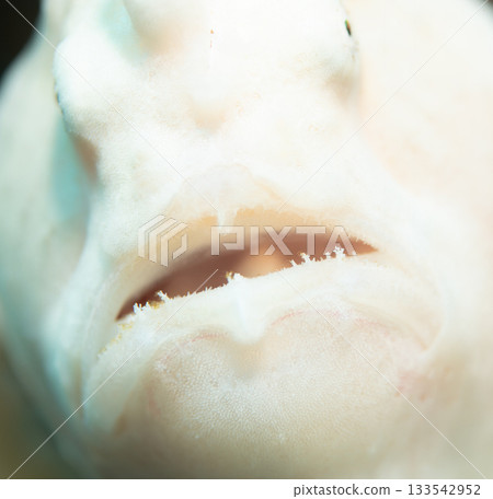 Close-up of the mouth of a white frogfish | Marine life of the Kerama Islands with a distinctive texture 133542952