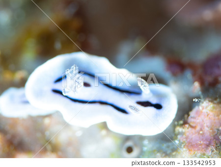 海蛞蝓的微距特寫 | 一種來自慶良間群島的海洋生物，擁有醒目的白色身體和黑色條紋。 133542953