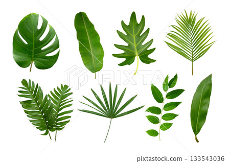 Banana, palm and momstera green leaf tropical plant isolated on white background. 133543036