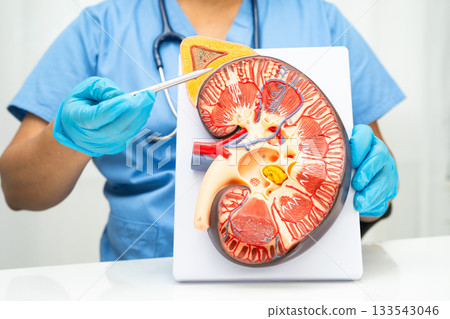 Chronic kidney disease, doctor with model for treatment urinary system, urology, Estimated glomerular filtration rate eGFR. Chronic kidney disease, doctor with model for treatment urinary system, urology, Estimated glomerular filtration rate eGFR. 133543046