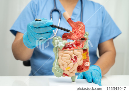 Digestive system with stomach and intestine, Asian doctor holding human anatomy model for study diagnosis and treatment in hospital. 133543047
