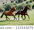兩匹馬在牧場並肩奔跑 133543079