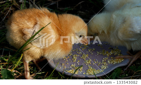 The chicken holds millet in its beak, pecks millet from a plate  133543082