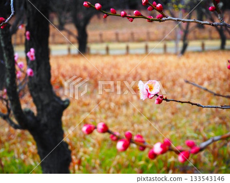 梅花在公園裡 133543146