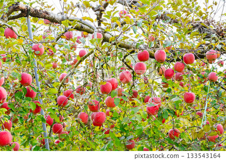 富士蘋果成串懸掛著 富士蘋果成串懸掛著 133543164