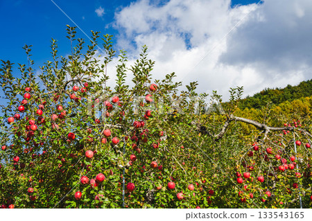 藍天和紅蘋果 133543165