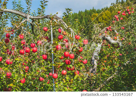 富士蘋果成串懸掛著 133543167