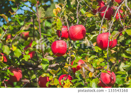 秋季風味：三富士蘋果 133543168