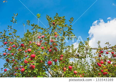 藍天和紅蘋果 133543169