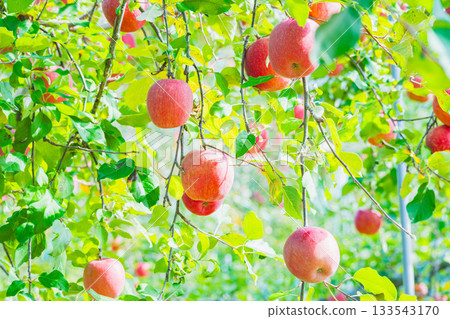 令人耳目一新的成熟聖富士蘋果 令人耳目一新的成熟聖富士蘋果 133543170