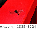 A dragonfly resting on a red railing 133543224