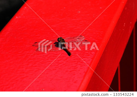 A dragonfly resting on a red railing 133543224