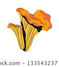 Chanterelle edible mushroom or forest fungus. Vector eurasia cantharellus. Cartoon icon of woodland nature. Mycology element for study poster. Fungi with stem and cap. Forage and botany graphic. 133543237