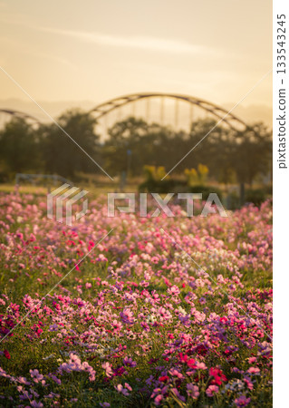 Konosu city cosmos field and Arakawa water pipe bridge, autumn scenery dyed in the sunset sky Konosu city cosmos field and Arakawa water pipe bridge, autumn scenery dyed in the sunset sky 133543245