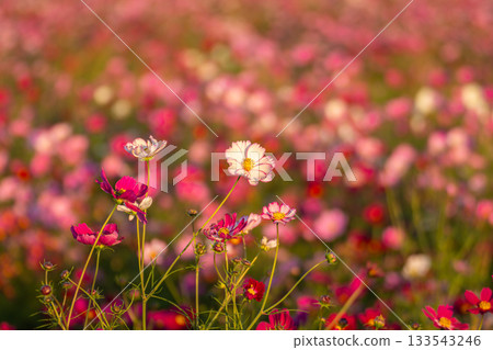 A field of cosmos in Konosu City, Saitama Prefecture, dyed in the colors of the sunset 133543246