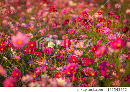 A field of cosmos in Konosu City, Saitama Prefecture, dyed in the colors of the sunset A field of cosmos in Konosu City, Saitama Prefecture, dyed in the colors of the sunset 133543252