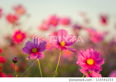 Cosmos in Konosu City, Saitama Prefecture, sparkling in vibrant pink in the sunset light Cosmos in Konosu City, Saitama Prefecture, sparkling in vibrant pink in the sunset light 133543253