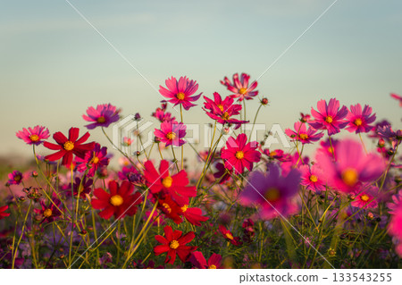 埼玉縣河之須市的波斯菊田在夕陽的映照下泛著紅粉色的光芒 133543255