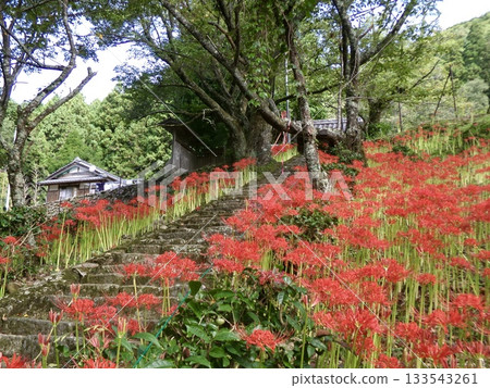 古老的石階兩側盛開著簇生朱頂紅花。秋日裡鮮豔的紅色與森林的靜謐形成鮮明對比,構成了典型的日式景象。 古老的石階兩側盛開著簇生朱頂紅花。秋日裡鮮豔的紅色與森林的靜謐形成鮮明對比,構成了典型的日式景象。 133543261