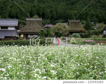 The thatched roof village of Miyama stands among the white buckwheat flowers in bloom. It is a quiet and beautiful rural scene that gives you a taste of the original Japanese landscape. 133543263
