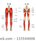 下肢後側肌肉（淺層和深層比較） 133544006