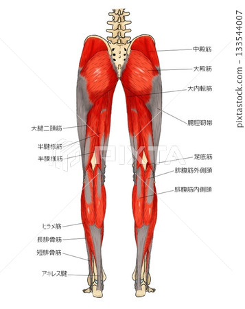 Muscles of the posterior part of the lower limbs (superficial layer) Muscles of the posterior part of the lower limbs (superficial layer) 133544007