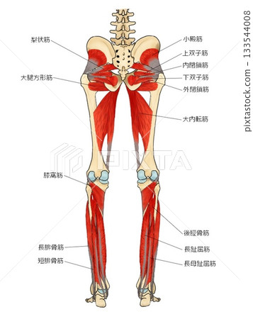 下肢後側肌肉（深層） 133544008